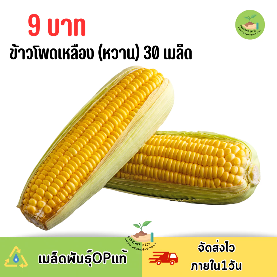 9 บาท เมล็ดพันธุ์ข้าวโพดเหลือง (หวาน) บรรจุ 30 เมล็ด