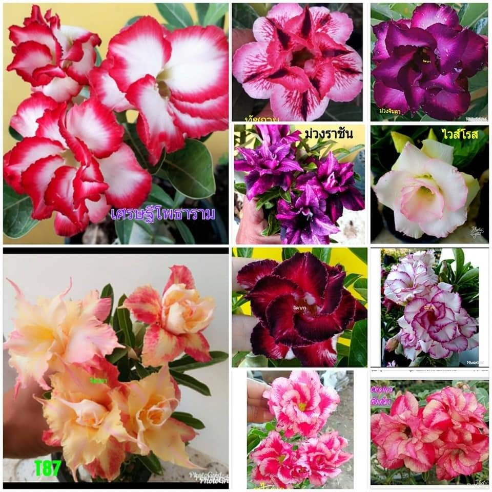 10 เมล็ด ชวนชม สายพันธุ์ ดอกซ้อน ฮอลแลนด์ คละสี Adenium Seeds
