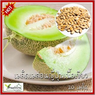 20 เมล็ด เมล่อนญี่ปุ่น เมล็ดเมล่อนญี่ปุ่น โมมิจิ เนื้อเขียว …