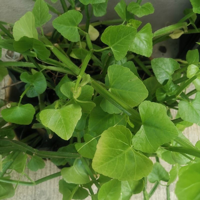 เพชรสังฆาต​ สมุนไพร​ไทย แก้ริดสีดวง แก้กระดูกหัก แก้ฟกช้ำ แก้ท้องเสีย แก้บิด แก้ไอ แก้เจ็บคอ แก้พิษสุนัขกัด