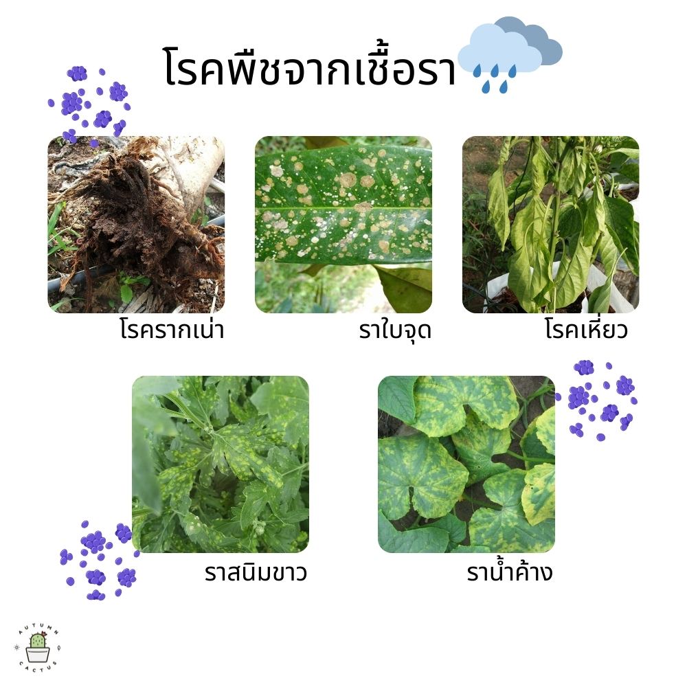 🦠ไตรโคเดอร์มา ไตรโคเดอม่า ไตโคเดอร์มา ป้องกันเชื้อรา กำจัดโรคพืช เพาะเชื้ิอได้ ตรากัปตันโคโค่🦠 - รูปที่ 2