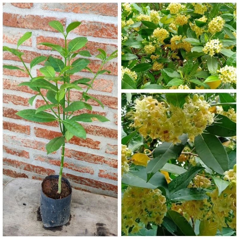 ต้นกันเกรา สูง 70-90 cm ไม้มงคลให้ร่มเงา มีกิ่งหอมไม้ผลัดใบ
