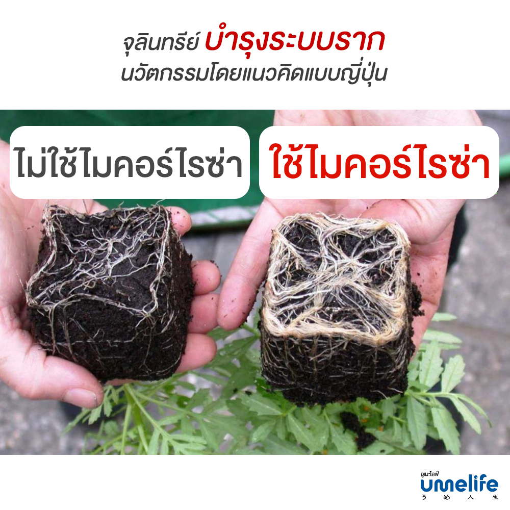 อูเมะไลฟ์ ไมคอร์ไรซ่า 100 กรัม แพ็ค 1-5 ซอง จุลินทรีย์ เร่งราก แตกราก ระเบิดราก รากแน่น บำรุงราก - รูปที่ 4