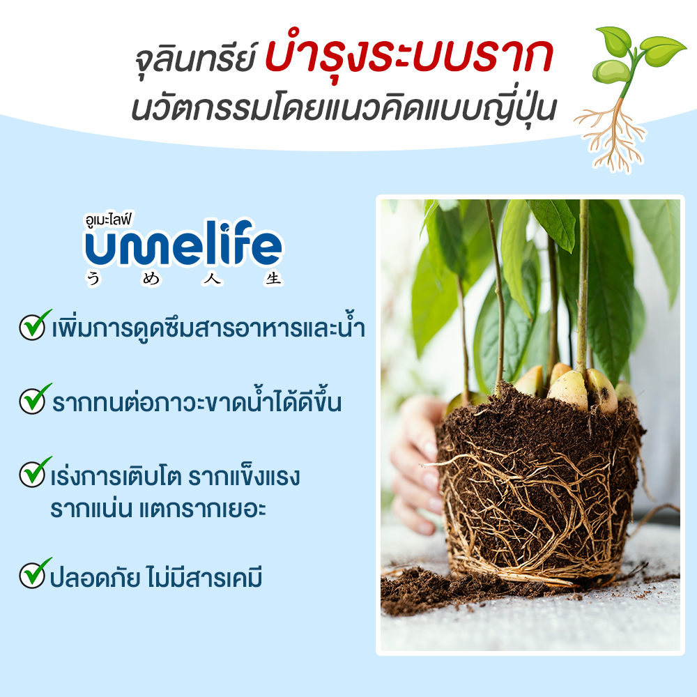 อูเมะไลฟ์ ไมคอร์ไรซ่า 100 กรัม แพ็ค 1-5 ซอง จุลินทรีย์ เร่งราก แตกราก ระเบิดราก รากแน่น บำรุงราก - รูปที่ 6