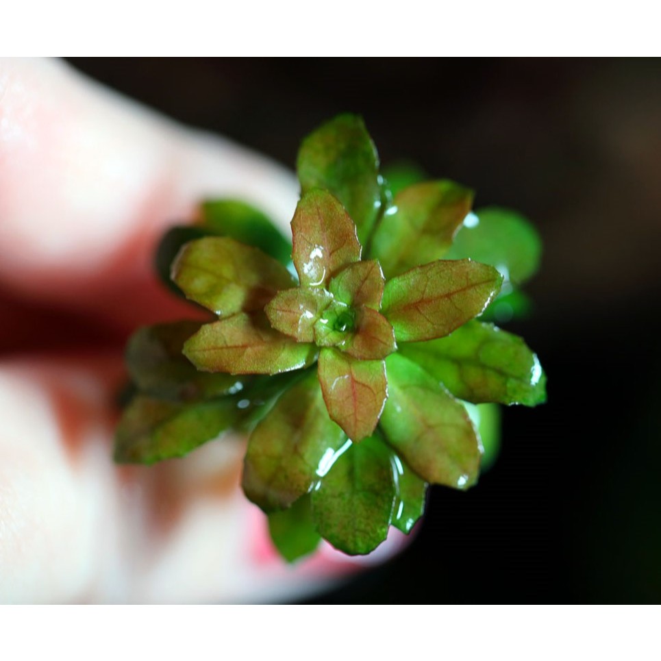 Ludwigia Sphaerocarpa ‘Mini’ (Rare item)