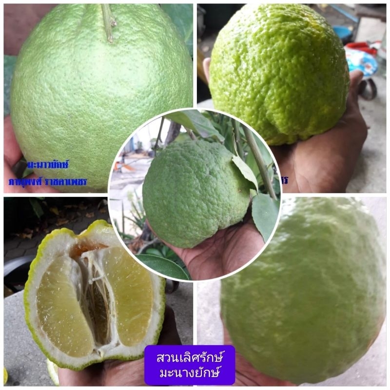 ต้นมะนาวยักษ์ (กิ่งตอนอนุบาล) ขายตามสภาพต้นนะครับ ใบไม่สวย