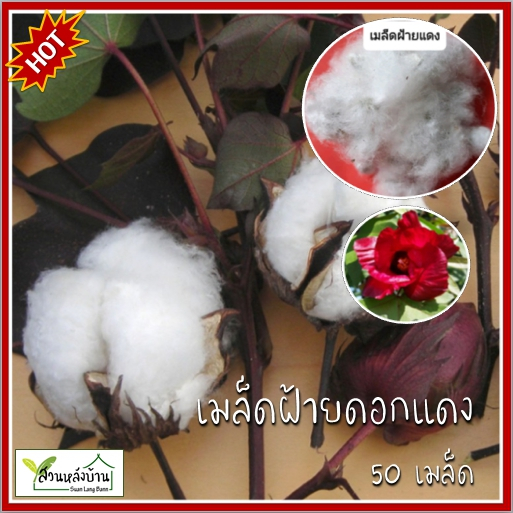 50 เมล็ด ฝ้ายแดง เมล็ดฝ้ายแดง ฝ้าย เมล็ดฝ้าย ดอกฝ้าย เมล็ดดอกฝ้าย ฝ้ายสีแดง เมล็ดฝ้ายสีแดง