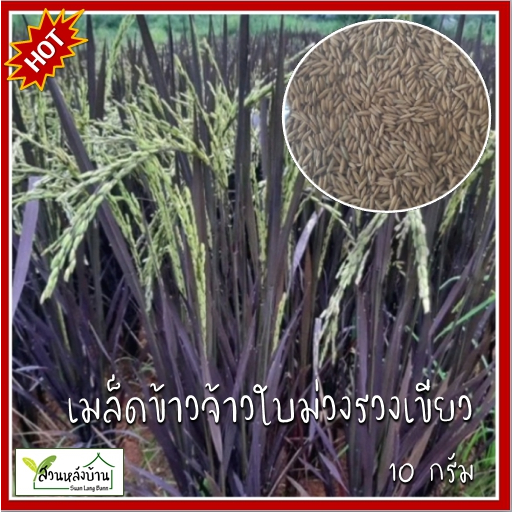 10 กรัม เมล็ดข้าวจ้าวใบม่วงรวงเขียว ข้าวจ้าวใบม่วงรวงเขียว เมล็ดข้าวใบม่วง ข้าวใบสีม่วง