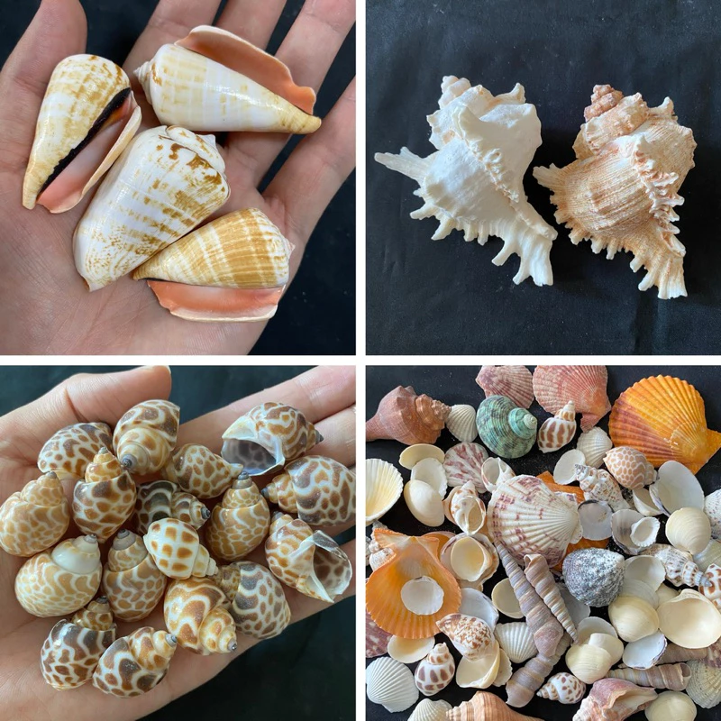 หอยธรรมชาติ DIY วัสดุสำหรับตกแต่งสวนและตู้ปลา 50g BEAUTIFUL SEASHELLS thumbnail 6