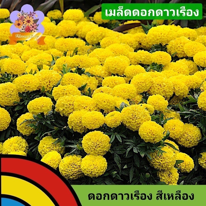 โปรฯส่งฟรี เมล็ดพันธ์ดอกดาวเรือง สีเหลือง 100 เมล็ด ปลูกง่าย สีสันสวยงาม เมล็ดพันธุ์แท้ รับประกันการงอก

<p>“><center></p>
<h4></h4>
<p><p><font color=