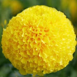 ดาวเรืองดอกใหญ่สีเหลือง📌ซุปเปอร์บอล🎯ถูกที่สุด19บ.🎯เมล็ดพันธุ…