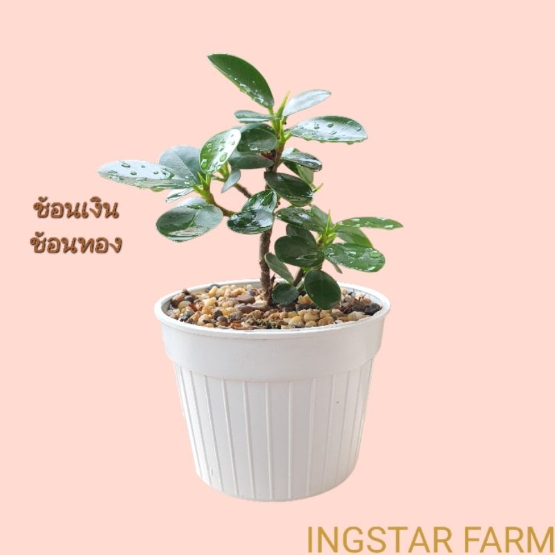 ต้นช้อนเงินช้อนทอง ต้นไม้มงคล นำโชค จัดส่งพร้อมกระถาง4นิ้ว