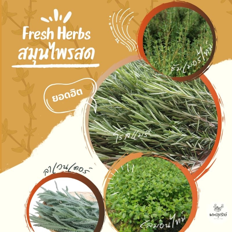 [จัดส่งภายใน3วันทำการ] โรสแมรี่สด #ลาเวนเดอร์ #ไทม์ #ทาร์รากอน #ใบมะสัง #​ตกแต่งเค้กเบเกอรี่Fresh herb #ใบไม้ทานได้