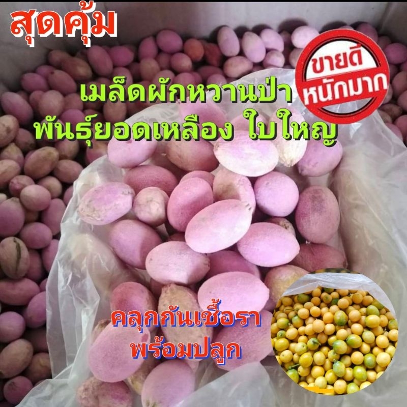 เมล็ดผักหวานป่า 30เม็ด พันธุ์ยอดเหลืองใบใหญ่ คลุกกันเชื้อราพร้อมปลูก ฟรีคุ่มือการปลูก