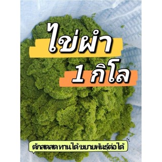 ไข่ผำสด 1000 กรัม จากฟาร์มเพาะเลี้ยง ขยายพันธุ์ได้