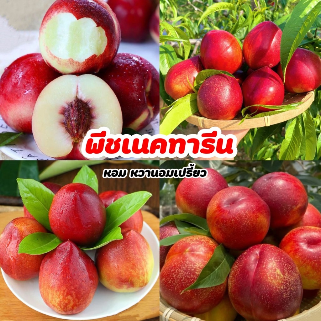 🍑พีชเนคทารีน 1kg  อร่อย พีชมันไร้ขน หอม หวานอมเปรี้ยว ✨