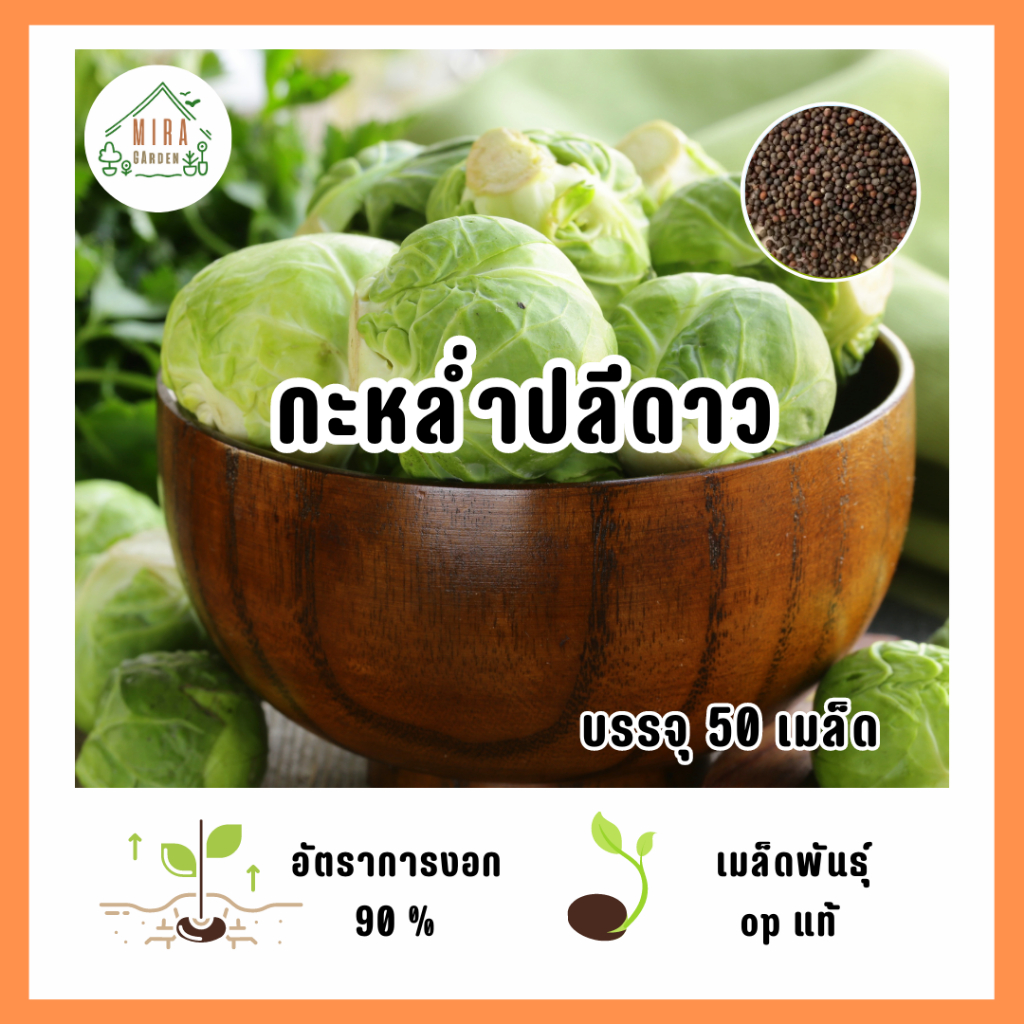 เมล็ดพันธุ์ กะหล่ำปลีดาว บรรจุ 50 เมล็ด