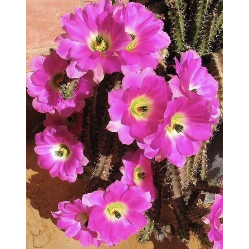 หน่อเด็ดสด อิชินอปเลื้ิอยเพนต้า echinocereus pentalophus