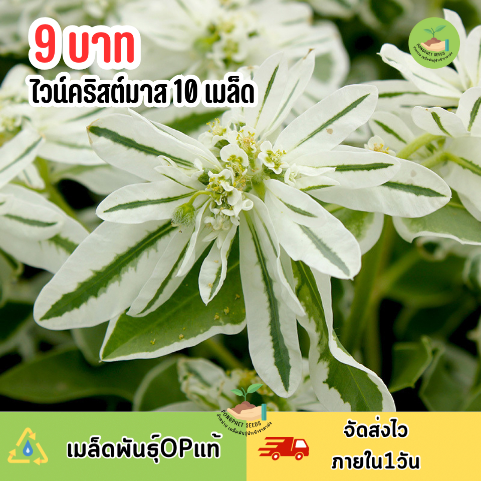 9บาท ไวท์คริสต์มาส 10 เมล็ด
