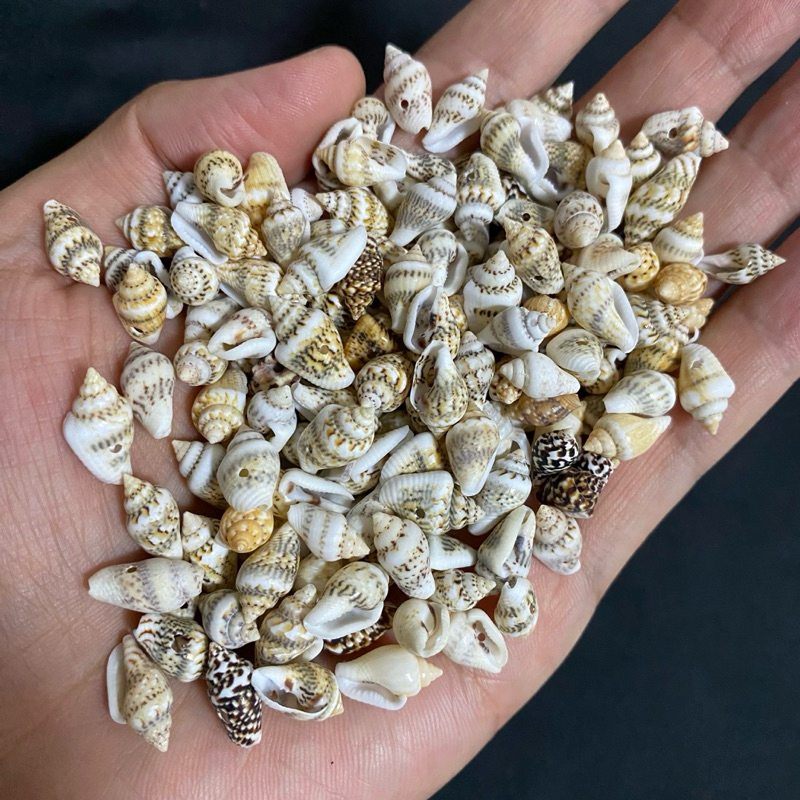 หอยสังข์ขนาดเล็ก 50g SAND RICE small conch shell 1-1.5cm