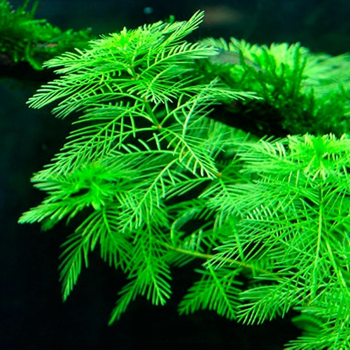 myriophyllum mattogrossense green ขนนกเขียวญี่ปุ่น ต้นไม้น้ำพร้อมปลูก