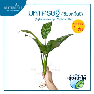 มหาเศรษฐี ต้นใหญ่(จำนวน 1 ต้น) เลี้ยงน้ำได้ Aglaonema ต้นไม้มงคล ต้นไม้ฟอกอากาศ ต้นไม้ plant