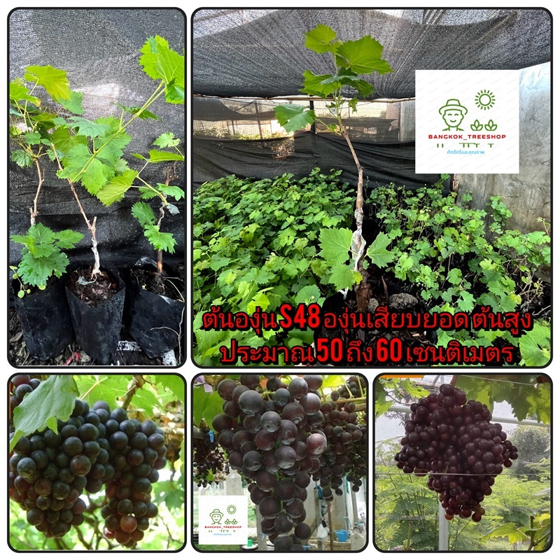 ต้นองุ่น S48องุ่นเสียบยอดต้นสูงประมาณ 50 ถึง 60 เซนติเมตร_nhos48