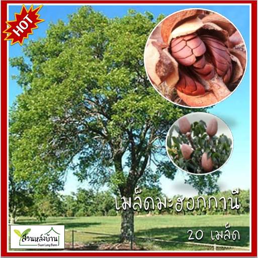 20 เมล็ด มะฮอกกานีใบใหญ่ เมล็ดมะฮอกกานี Dominican mahogany มะฮ็อกกานี เมล็ดมะฮอก มะฮอก