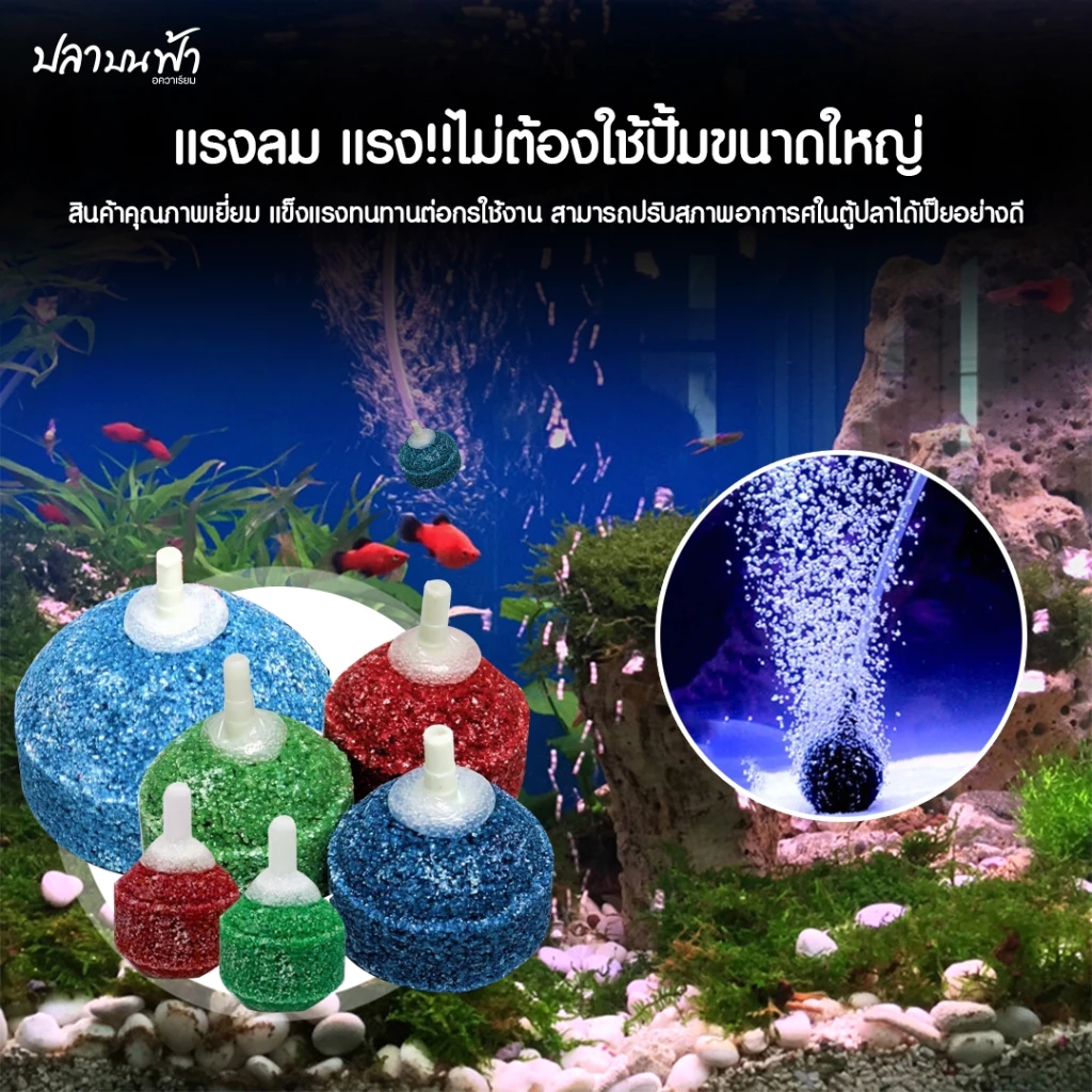 หัวทรายเพิ่มออกซิเจนสำหรับตู้ปลา ตู้กุ้ง สัตว์น้ำทุกชนิด ฟองแรง ออกทุกรู ฟองไม่ใหญ่เกินไป ปลาไม่ตกใจ thumbnail 5