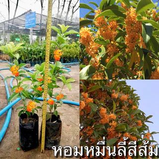 ต้นหอมหมื่นลี้สีส้มต้นสวย 25-30 เซน สินค้าเสียหายระหว่างขนส่งเคลมฟรีจ้า