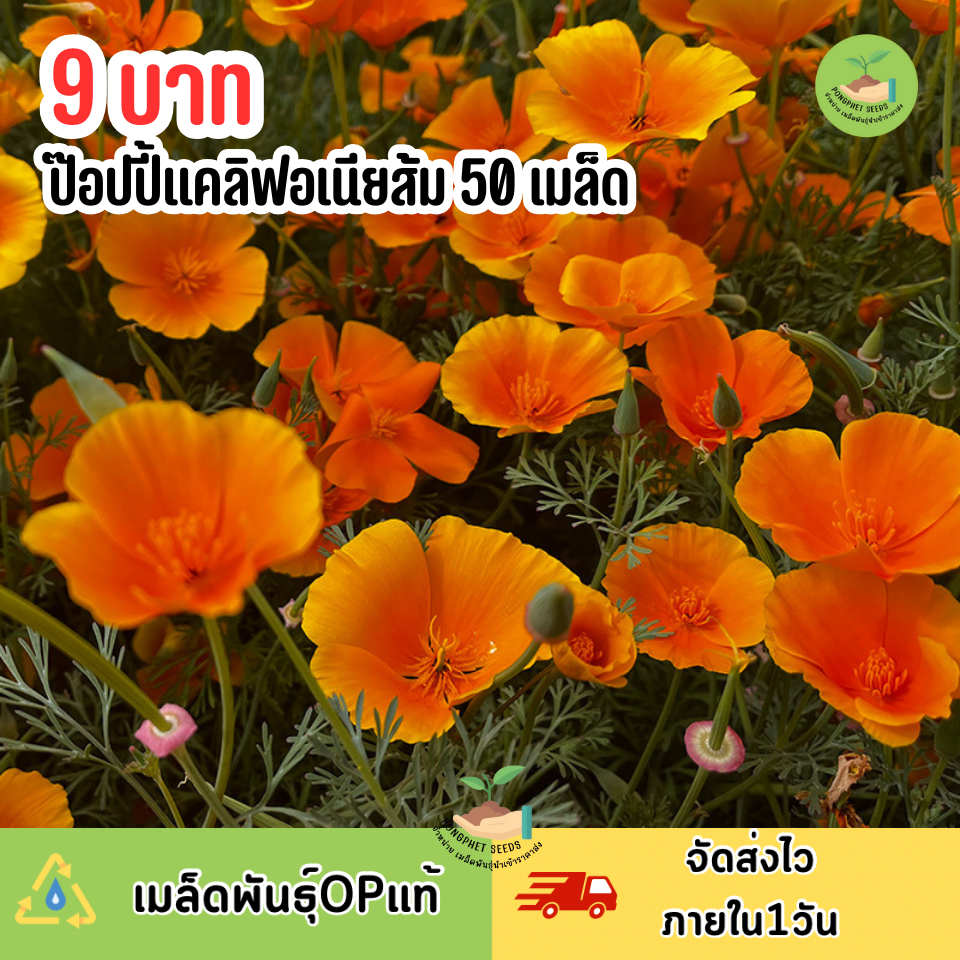 9บาท ป๊อปปี้แคลิฟอเนียสีส้ม 50 เมล็ด