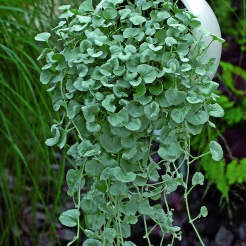เมล็ดไดคอนดร้า [40-400 เมล็ด] Dichondra repens Seeds [40-400 seeds] พืชคลุมดิน, Ground cover