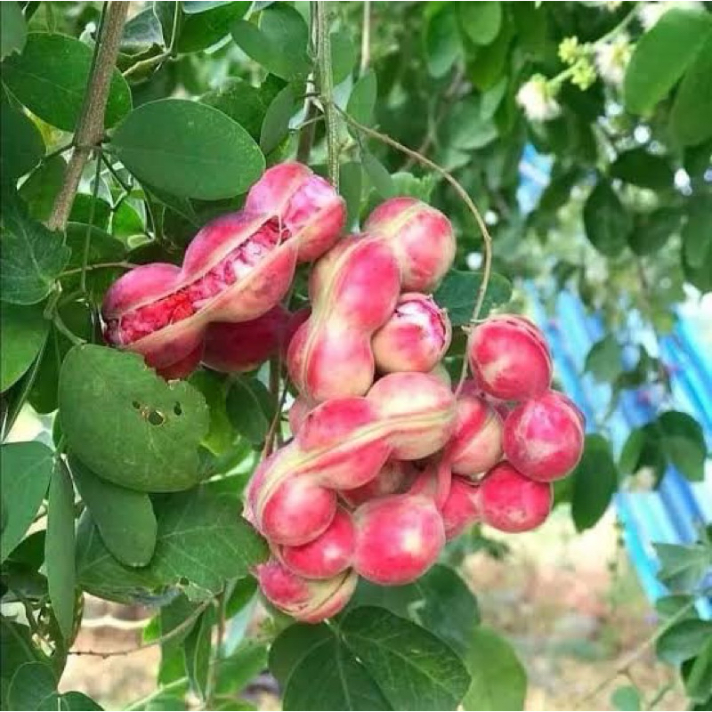 ต้นมะขามเทศพันธุ์สีชมพู ขนาด80-100cm (กิ่งตอน)ฝักหวานไม่มีรสชาติฝาดเป็นสายพันธุ์เเท้ ฝักใหญ่ ต้นสวยแข็งแรง