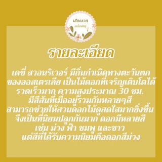 เมล็ดพันธุ์ เดซี่สวอนริเวอร์คละสี 30 เมล็ด Mixed Swan river Daisy เมล็ดพันธุ์แท้100% นำเข้าจากต่างประเทศ