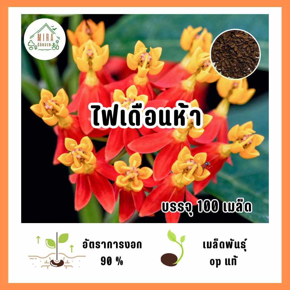 เมล็ดพันธุ์ ดอกไฟเดือนห้า บรรจุ 100  เมล็ด