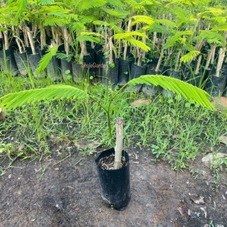 กิ่งชำชะอม พันธ์ุ ชะอม ไร้หนาม Climbing wattle ชำลงถุงดำเรีย…