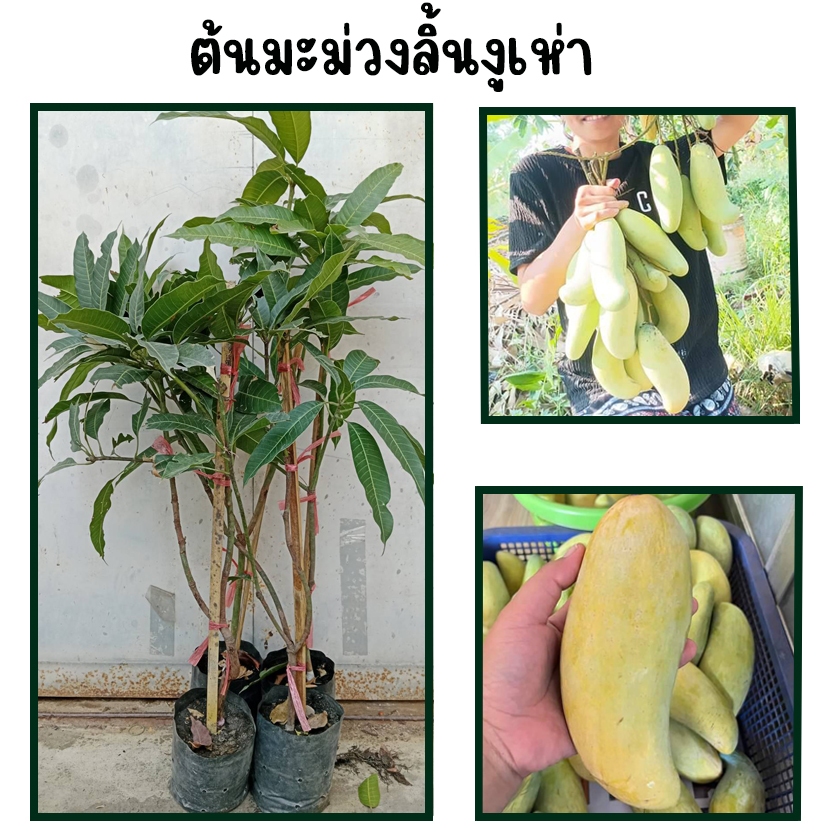 ต้นมะม่วงลิ้นงูเห่า เป็นมะม่วงพันธุ์เบาคือ มีดอกและติดผลง่ายติดผลดกเต็มต้นตามฤดูกาลเป็นธรรมชาติ