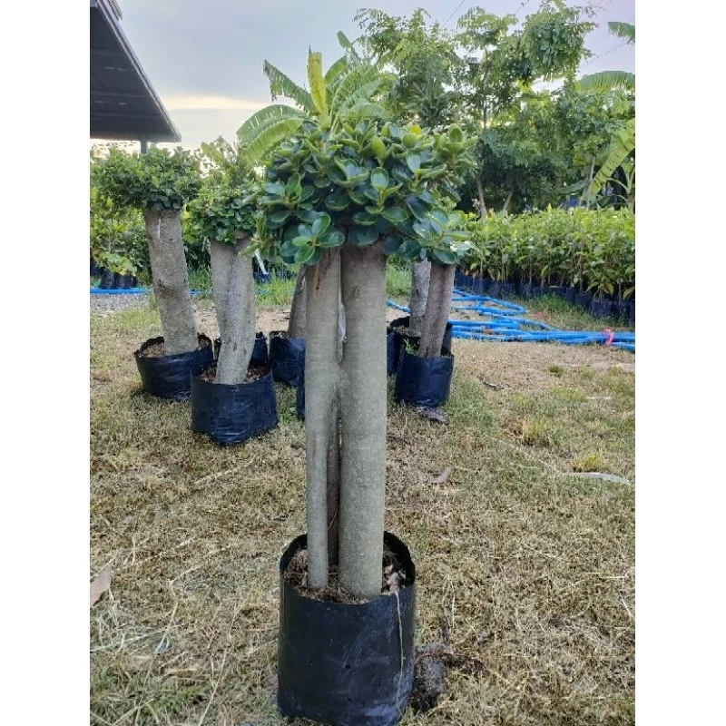ต้นช้อนเงินช้อนทองตอใหญ่อวบอ้วน สูง60-70cm ต้นแข็งแรงพร้อมปลูก ราคาถูกจากสวย
