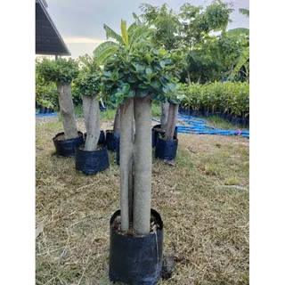 ต้นช้อนเงินช้อนทองตอใหญ่อวบอ้วน สูง60-70cm ต้นแข็งแรงพร้อมปลูก ราคาถูกจากสวย