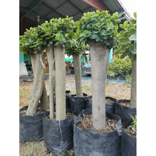 ต้นช้อนเงินช้อนทองตอใหญ่อวบอ้วน สูง60-70cm ต้นแข็งแรงพร้อมปลูก ราคาถูกจากสวย