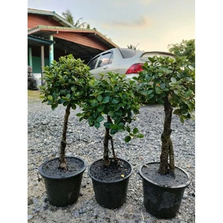 ต้นช้อนเงินช้อนทองทรงน่ารักๆสูง40-60 cm ตอเล็กทรงบอนไทร ตอไทรเกาหลีสวยๆ คุ้มค่าราคาน่ารัก