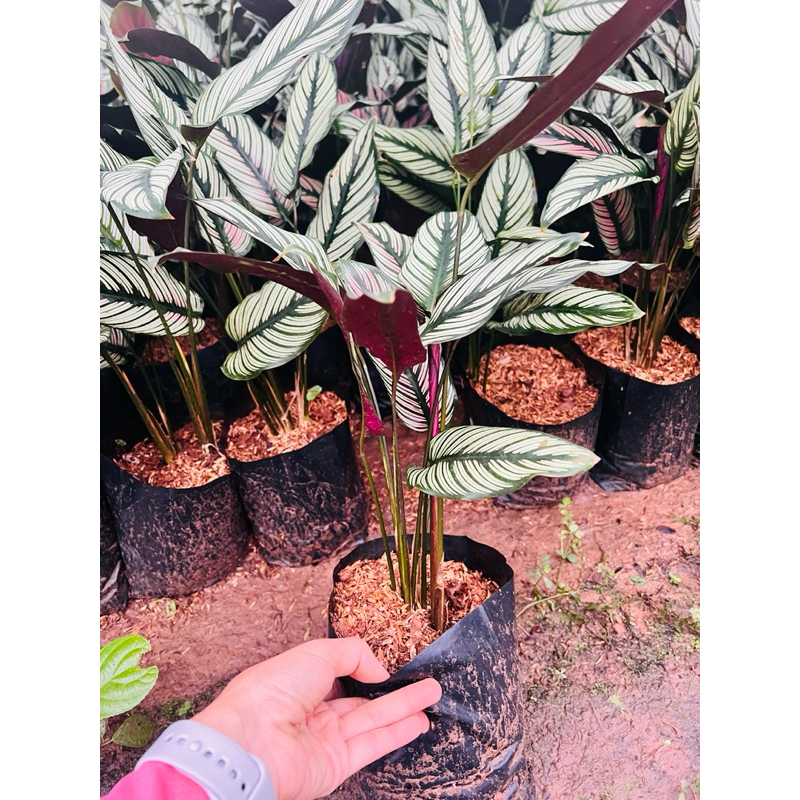 🍀คล้าขุนแผนเรียกเงิน( Calathea majestica H. Kenn. cv. Roseo-lineata)🍀ส่งแบบถุง