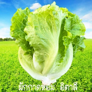 ผักสลัด📌10แถม1!!🎯ถูกที่สุด 10 บ.🎯ชุดเมล็ดพันธุ์ผักสลัด 5-200 เมล็ด 10บาท 📌งอกดี🌱มีคู่มือการปลูก