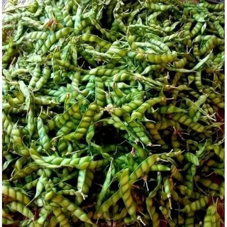 เมล็ดพันธุ์ถั่วมะเเฮะเขียวถั่วแระเขียว300เมล็ด 39บาทซื้อ 2 แถม 1