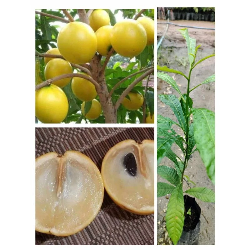 ต้นเอบิว ต้นอะบิวไต้หวัน ต้นเตี้ย ติดผลดก ผลใหญ่ ผลสีเหลือง เนื้อหวานหอมอร่อยมาก ต้นพร้อมปลูก สูง40-60ซ.ม แบบเพาะเมล็ด
