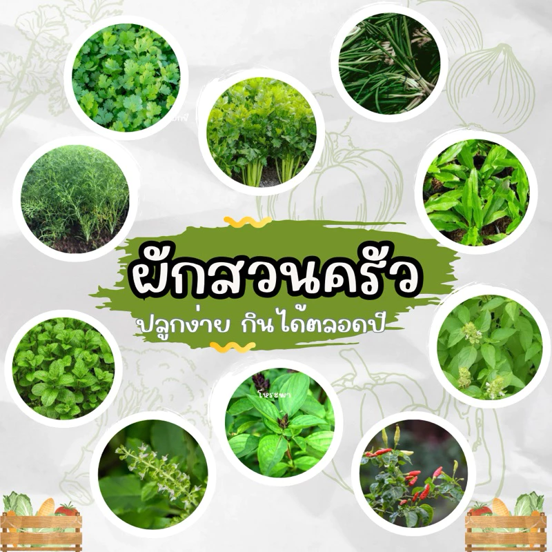 เมล็ดพันธุ์ผักสวนครัว แบ่งขาย เมล็ดโหรพา กระเพรา ผักชี ต้นหอม ผักบุ้ง คะน้า กวางตุ้ง พริก ถั่วพลู สาระแหน่