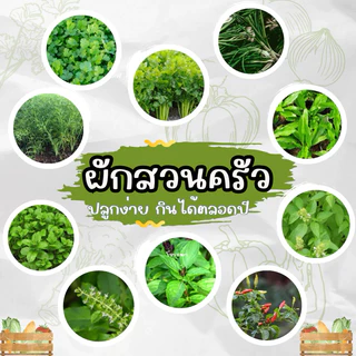 เมล็ดพันธุ์ผักสวนครัว แบ่งขาย เมล็ดโหรพา กระเพรา ผักชี ต้นหอม ผักบุ้ง คะน้า กวางตุ้ง พริก ถั่วพลู สาระแหน่