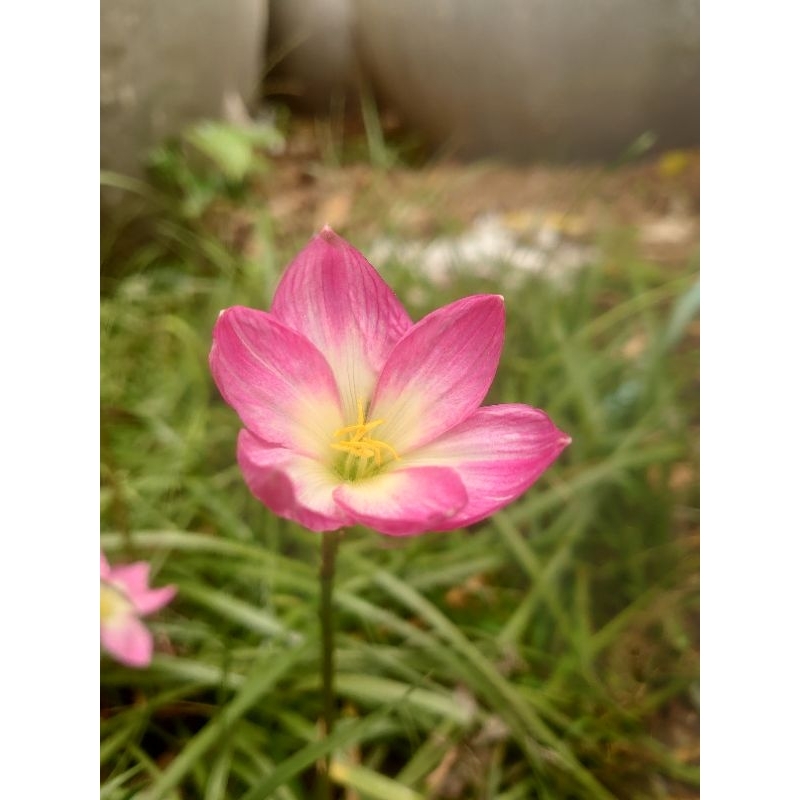 บัวดิน z.External Flame