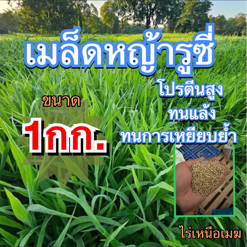 ✅ รูซี่ เมล็ดหญ้ารูซี่ 1 กิโลกรัม #รับประกันการงอก #พร้อมปลูกปี หญ้าเลี้ยงสัตว์ หญ้า พันธ์ุหญ้า  หญ้าเลี้ยงวัว