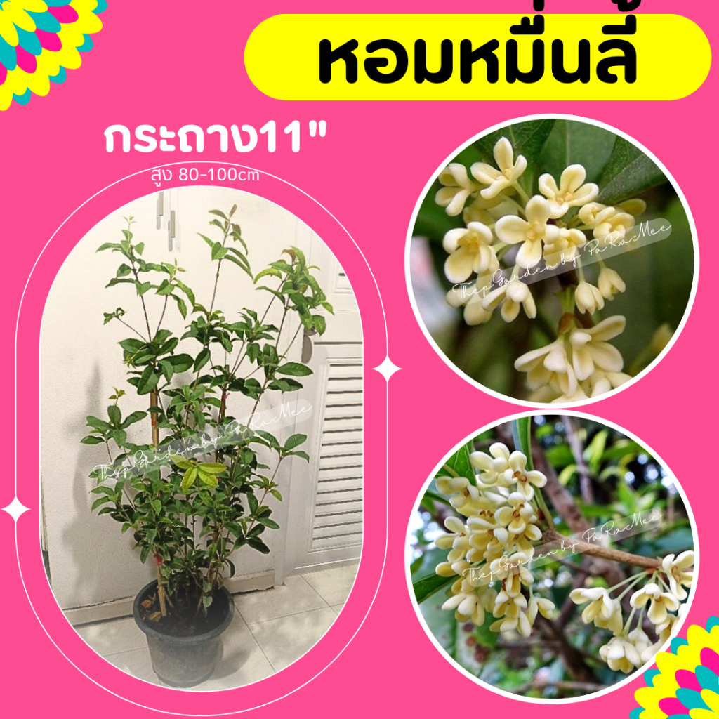 ต้นหอมหมื่นลี้ #หอมหมื่นลี้ สูง 60-100cm